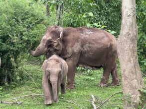 Vientiane et le sanctuaire d’éléphants