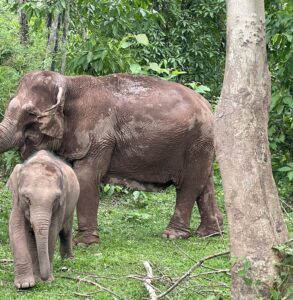 Vientiane et le sanctuaire d’éléphants