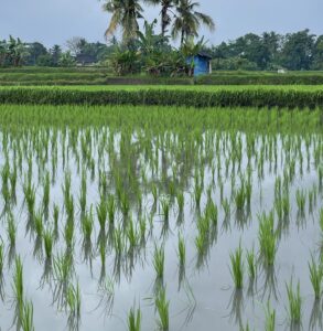 BALI – UBUD