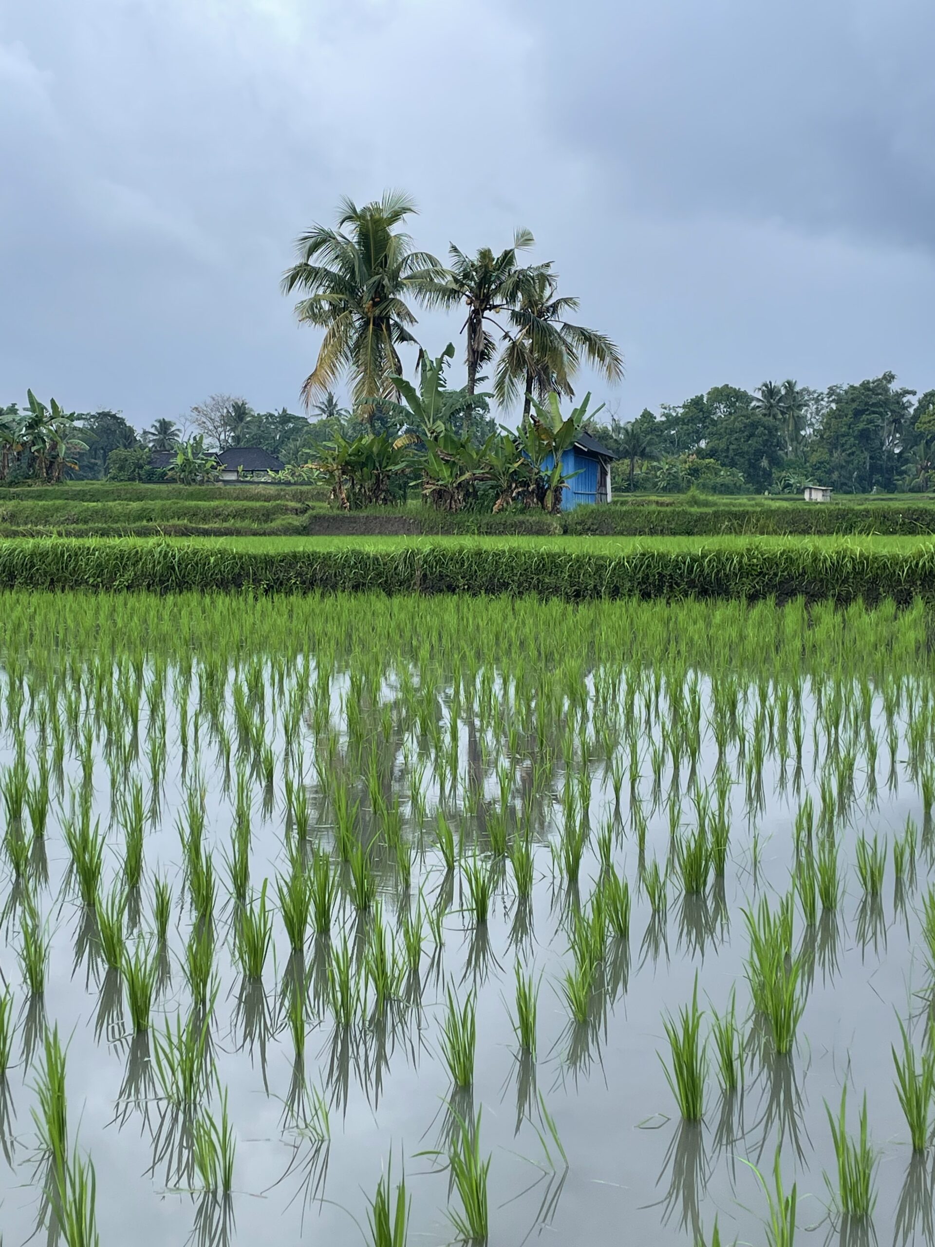 BALI – UBUD